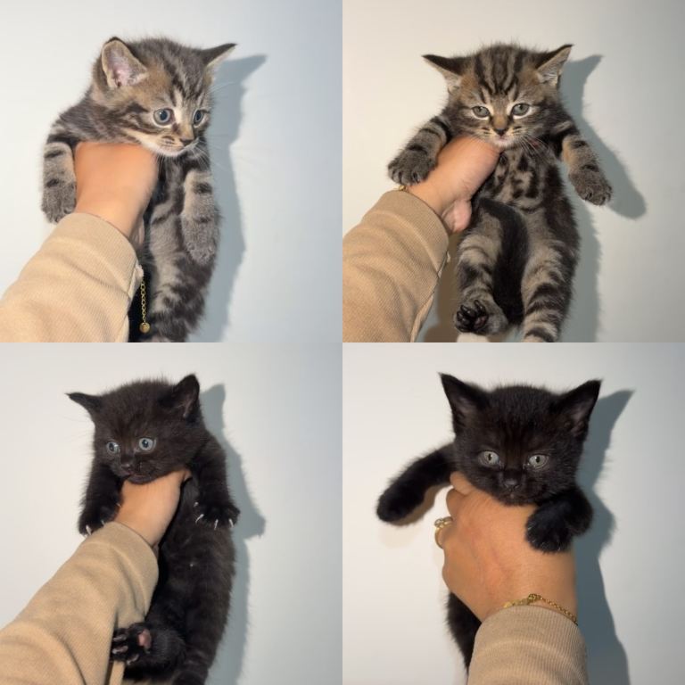 American Short Hairs Kittens 🐾