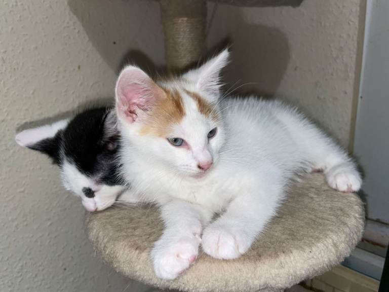KITTENS NEEDING FOREVER HOME DM FOR PRICES