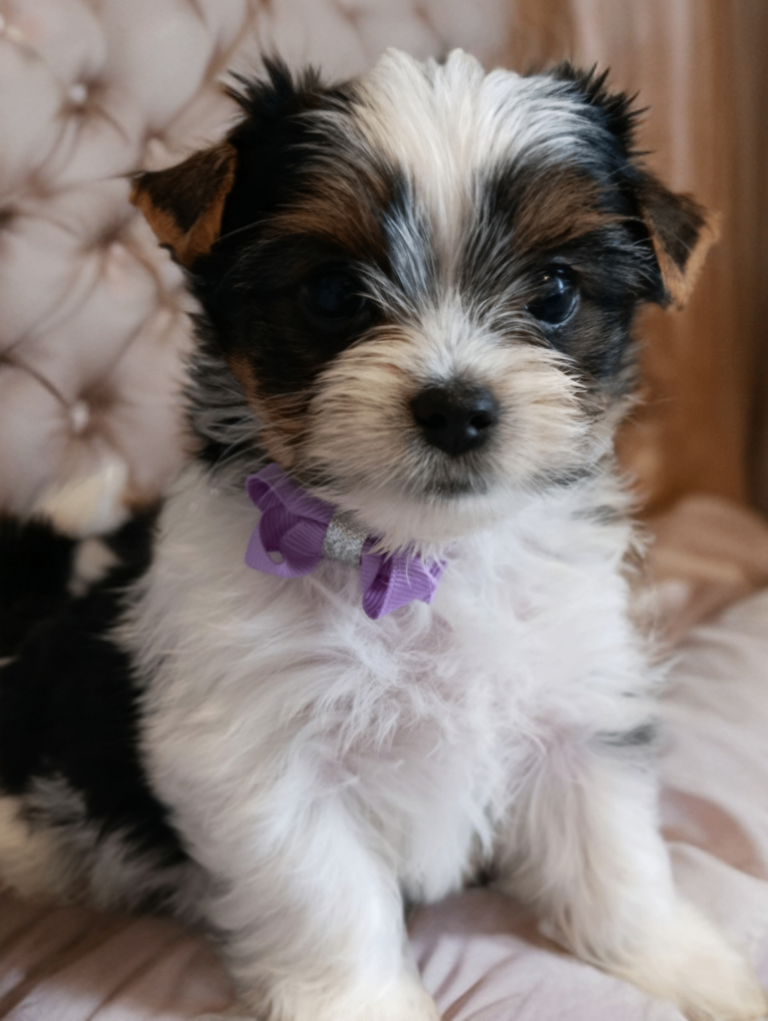 Yorkshire terrier Biewer 