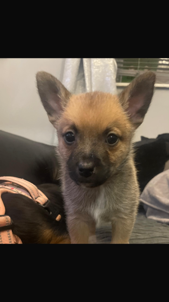 Gorgoeous all male Pomeranian X Chihuahua puppies  