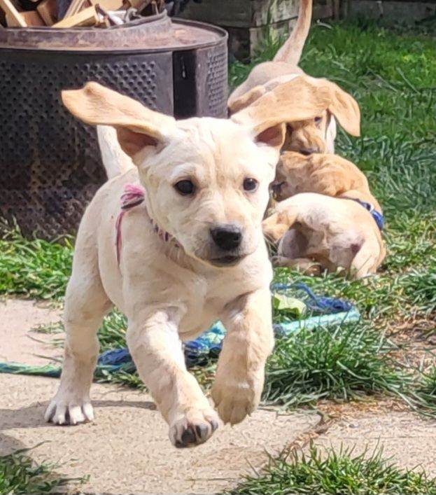 Fit and healthy golden retriever  puppies