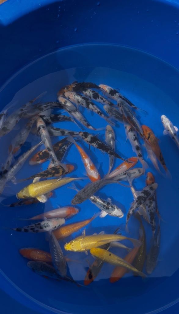 3-4 inch Koi 