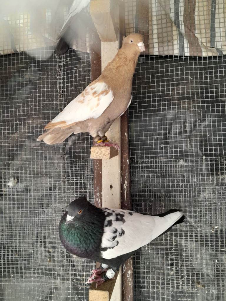 Iranian high flyer pigeon 