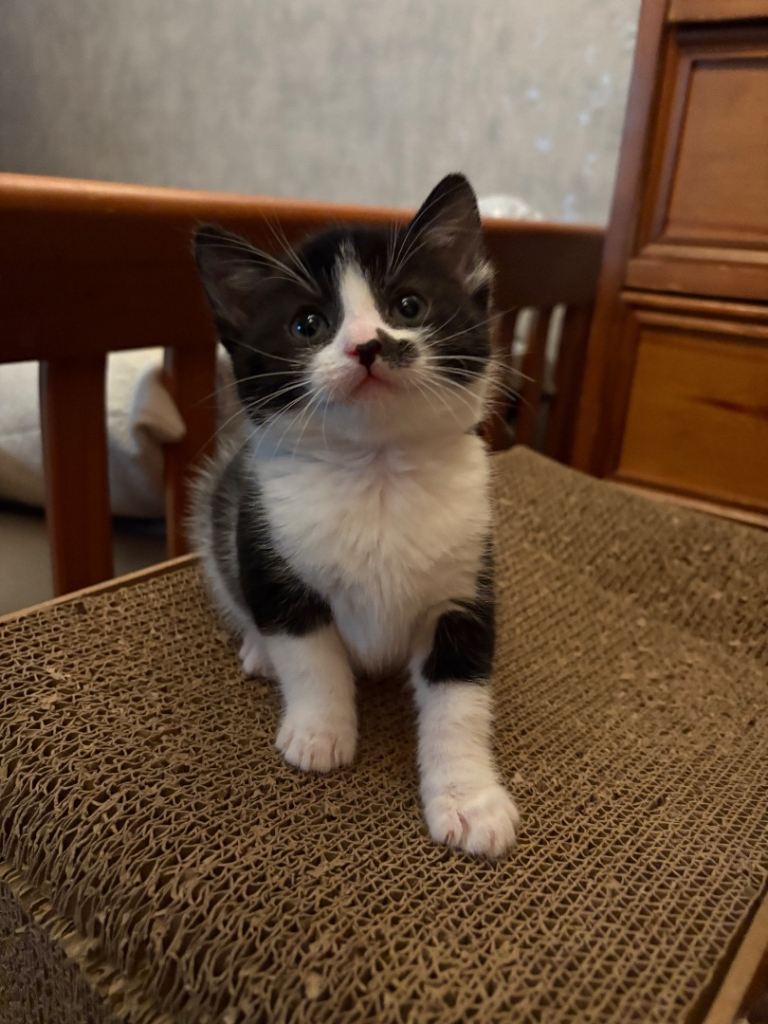 Adorable Black-and-White Kitten with Heart-Shaped Mark Ready for His New Home from 15/12/25 