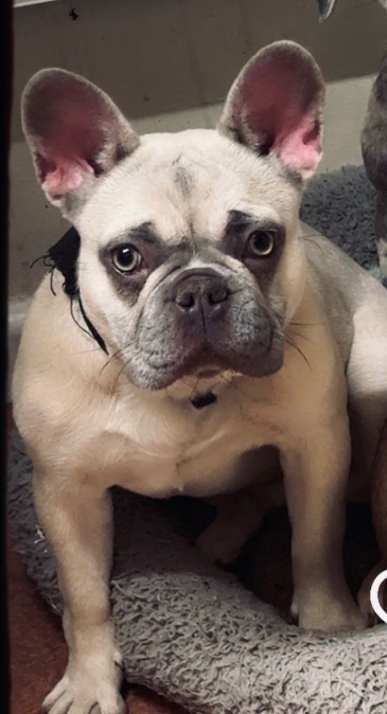 Blue fawn female frenchie 