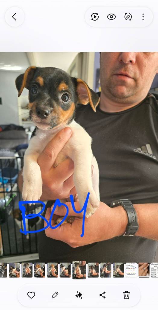 Jack russell puppies