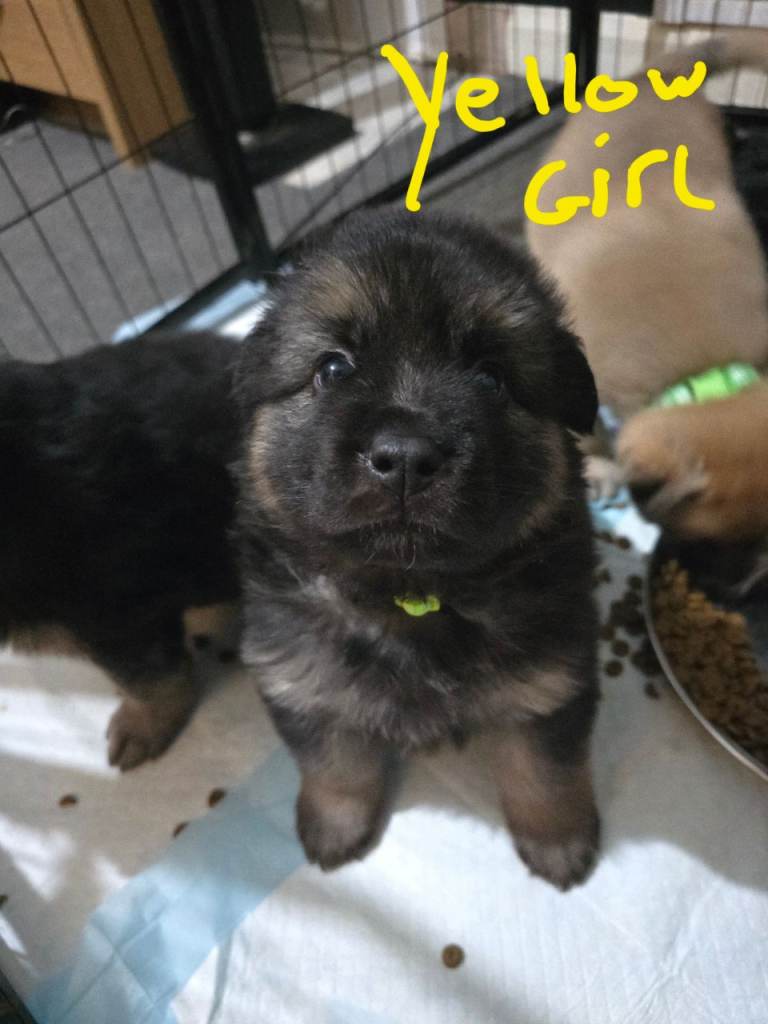 German Shepherd x American Bulldog puppies