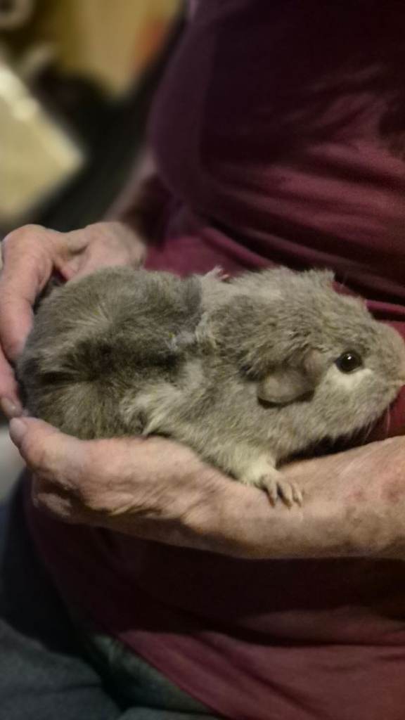 Cute baby male guinea pigs 
