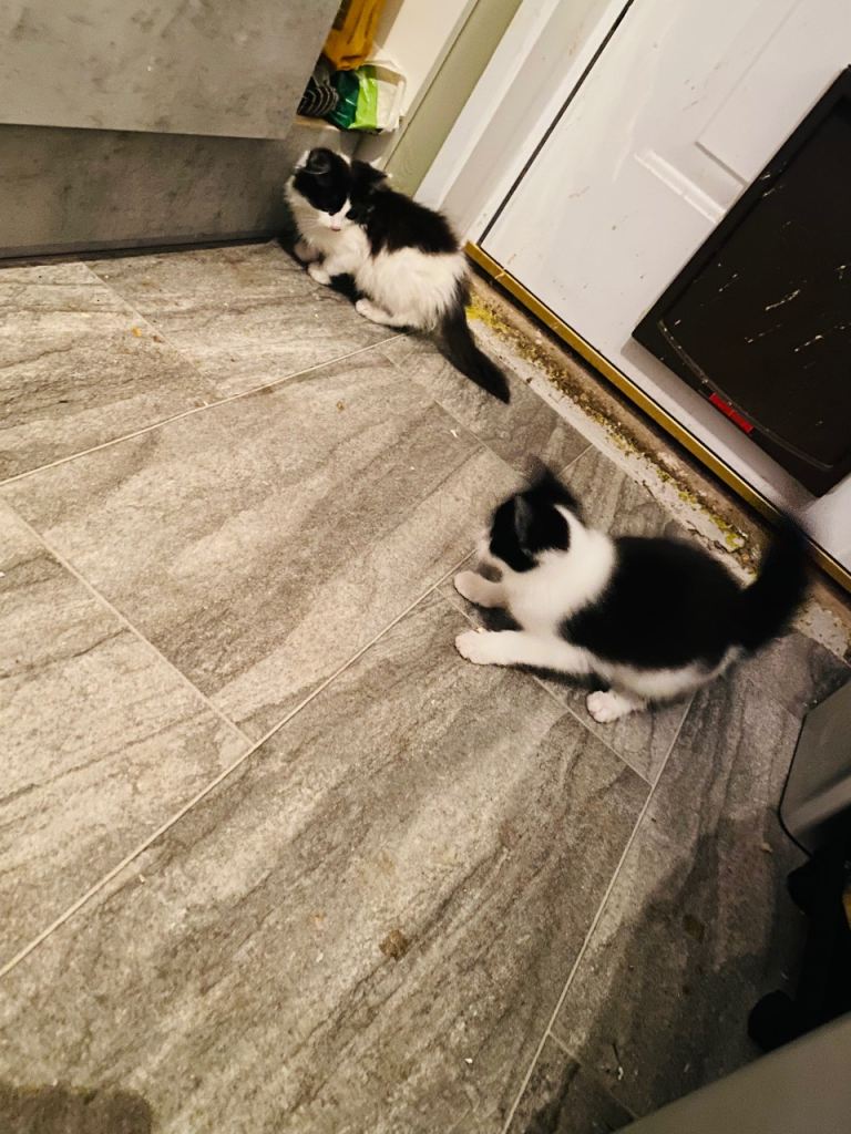 Mixed breed kittens for Sale 