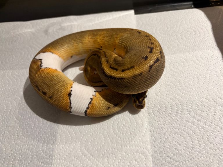 Royal pythons 