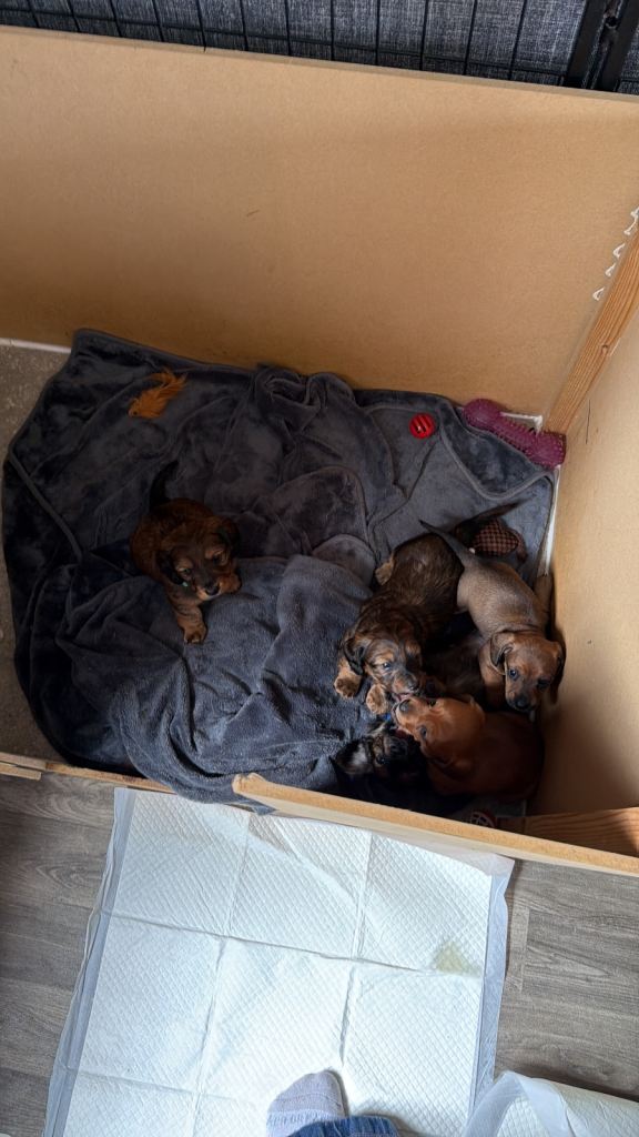 Miniature dachshund puppies for sale