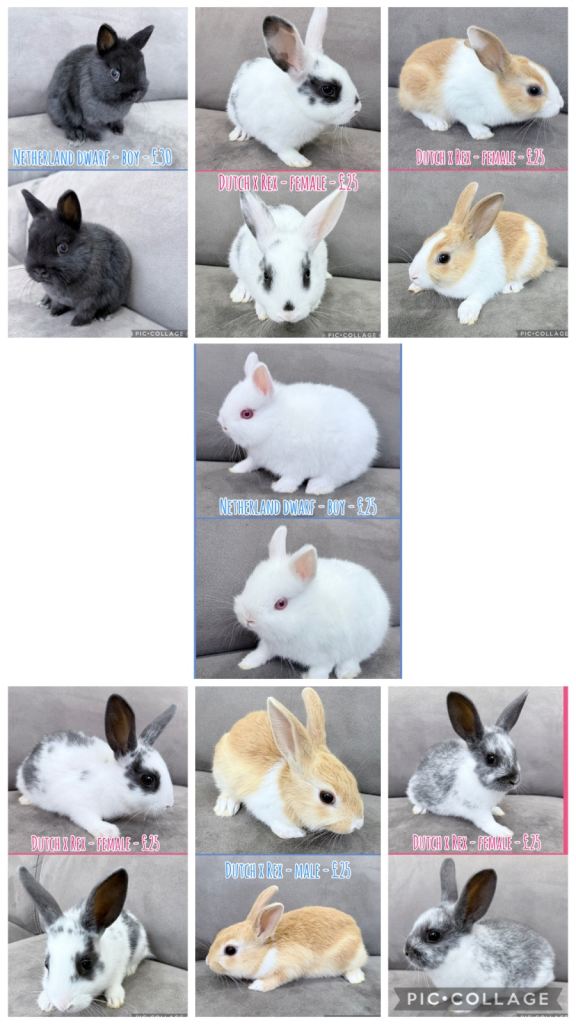 Rabbits Netherland Dwarfs & Dutch x Rex