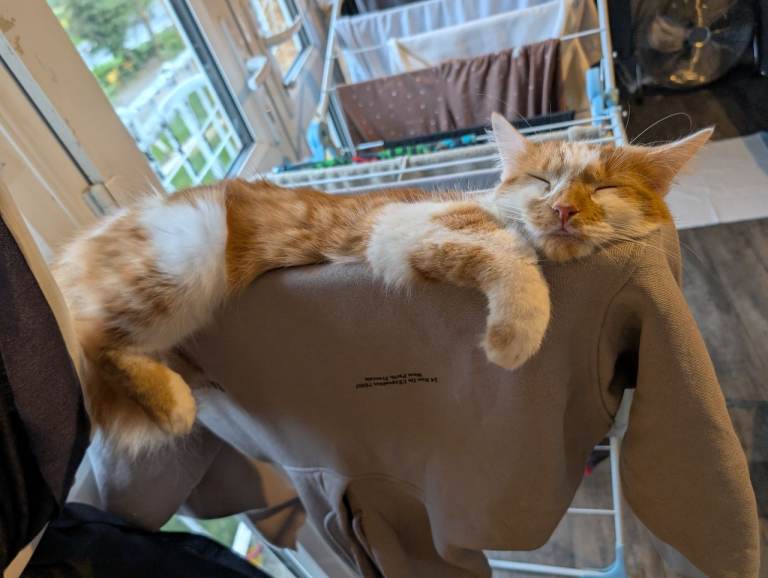 Beautiful Ginger & White Cat 