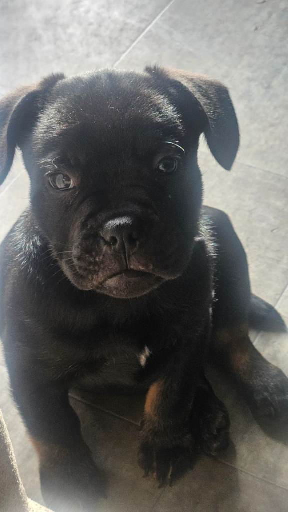  Gorgeous Black & Tan Frenchie × Shar-Pei/Staffy Puppy – Last Boy 