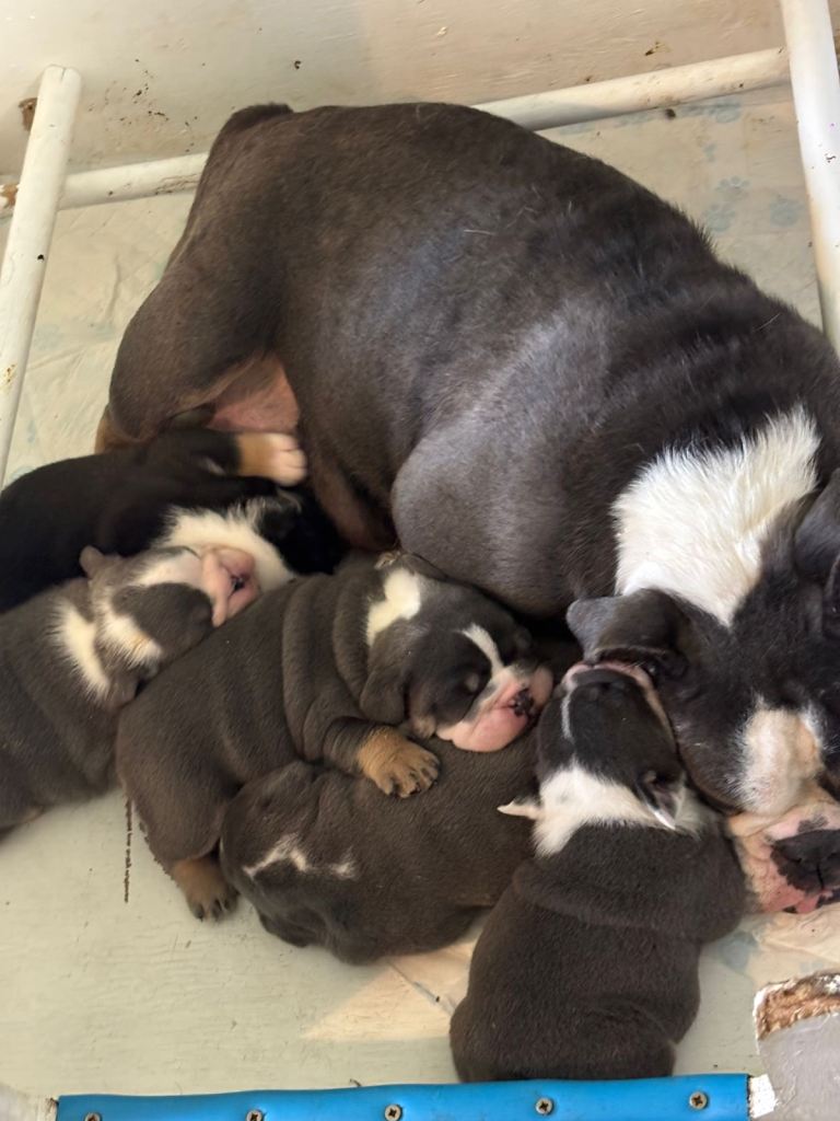 English Bulldog Puppies for Sale