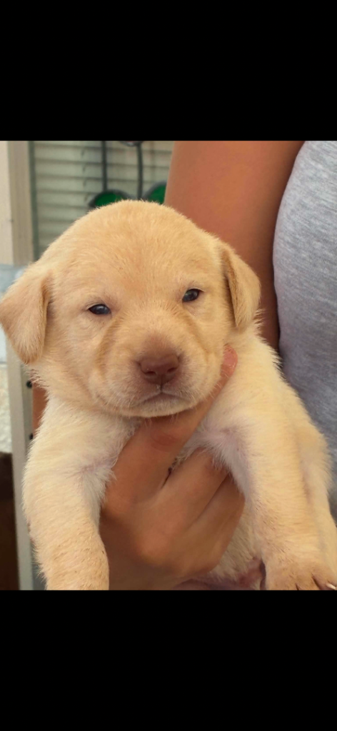 Cream golden lab ready now! 