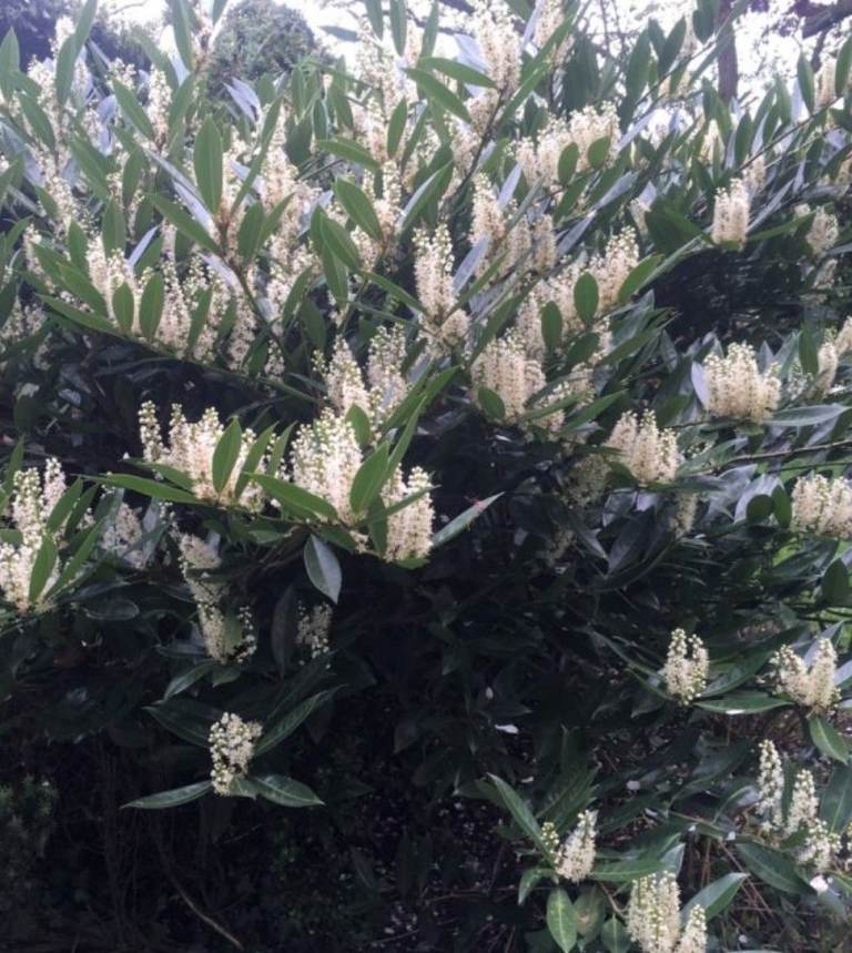 Laurel Otto Luken Evergreen Bushy Habit Slow Growing Low Hedging Plant Shrub  50/60cm Tall Potted 