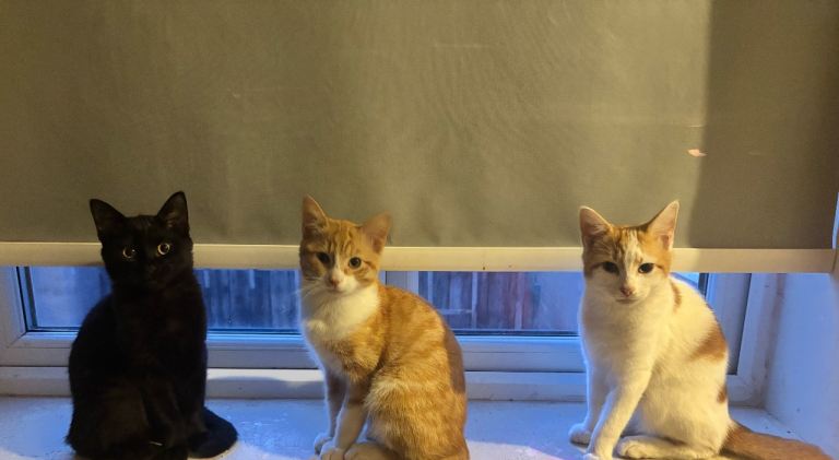 beautiful kittens 