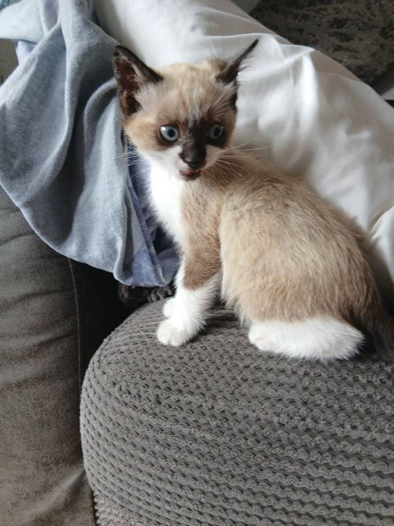 ✨ Gorgeous Ragdoll X Kittens – 9 Weeks Old & Ready to Leave ✨