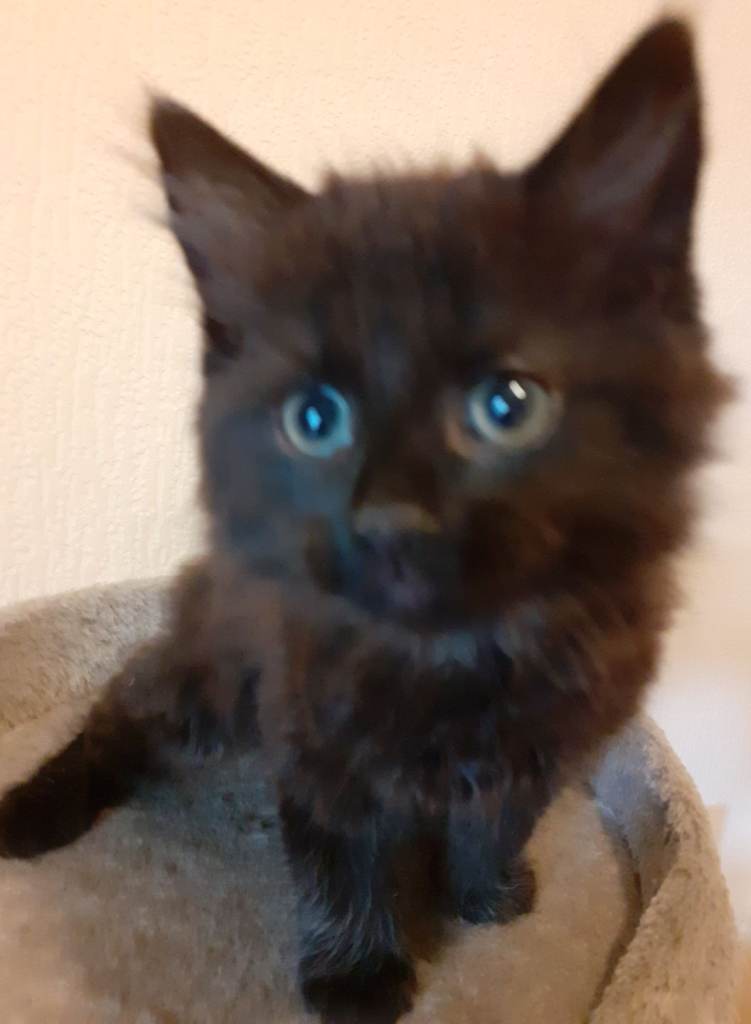 2 11 week old kittens 