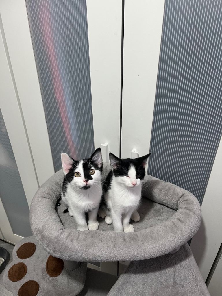 Two beautiful black & white female kittens 