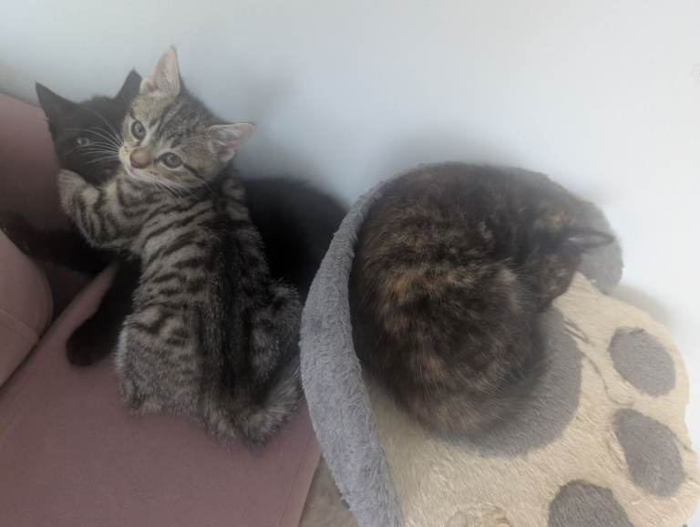 Gorgeous kittens 