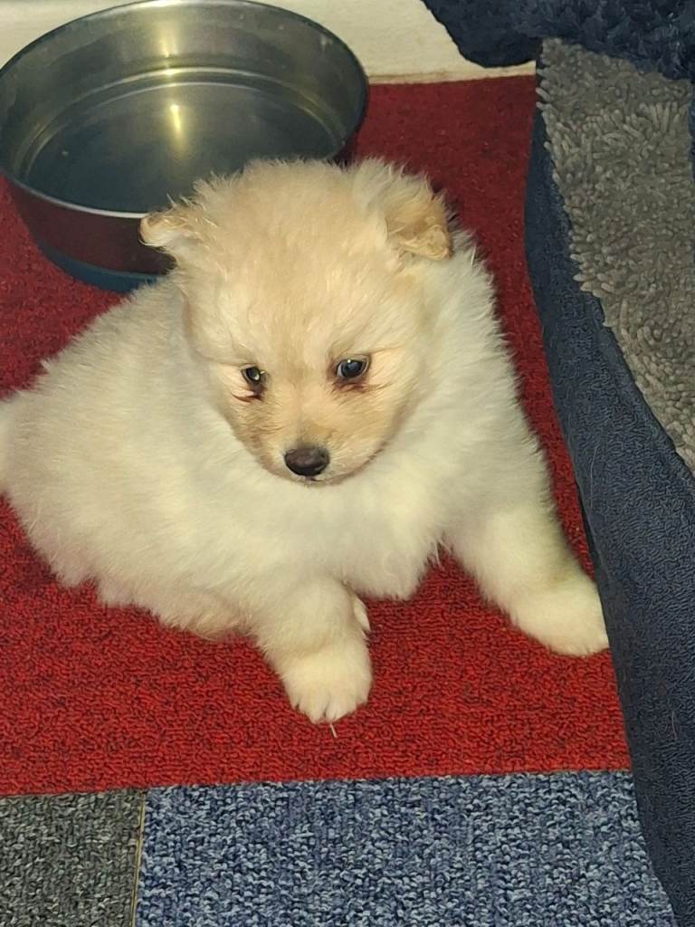 Pommeranian puppies