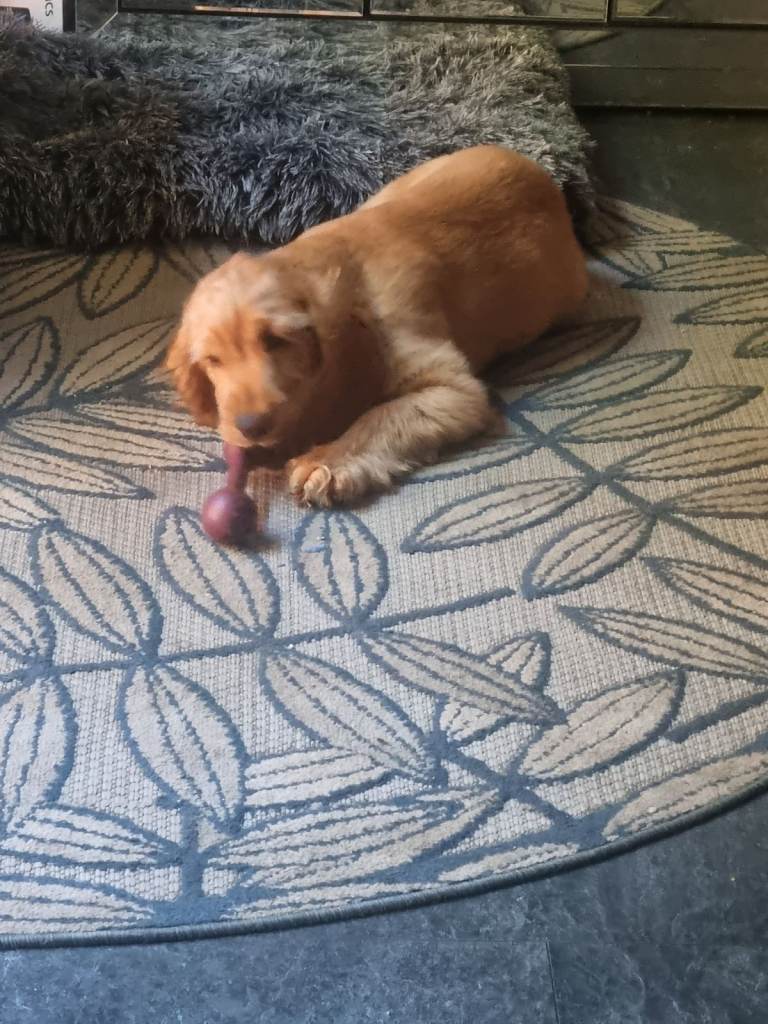 Golden cocker spaniel male pup for sale 