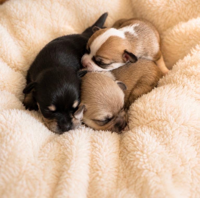 Chihuahua puppy 