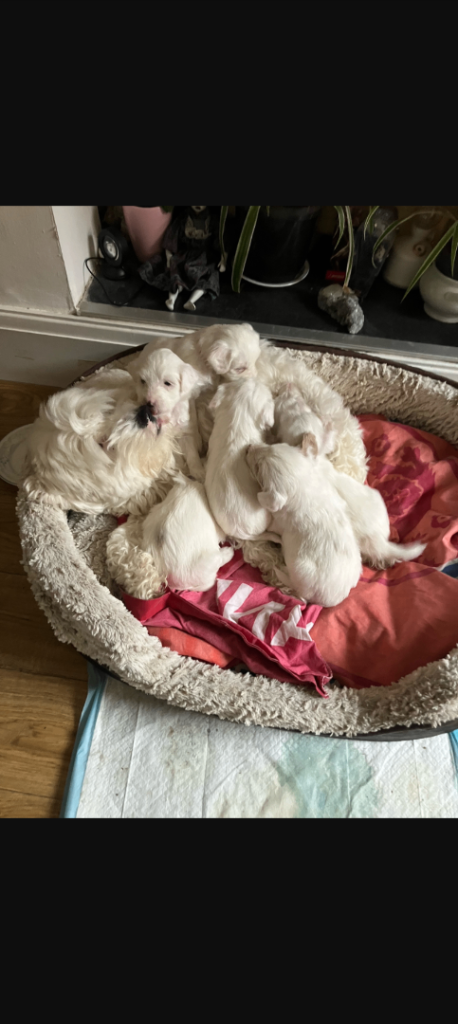 Beautiful White & Gold Tibetan Terrier Puppies