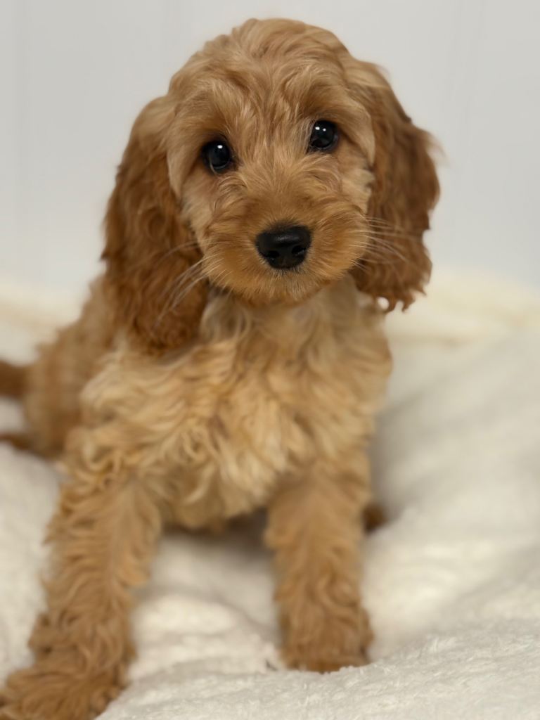 F1 Cavapoo Puppies
