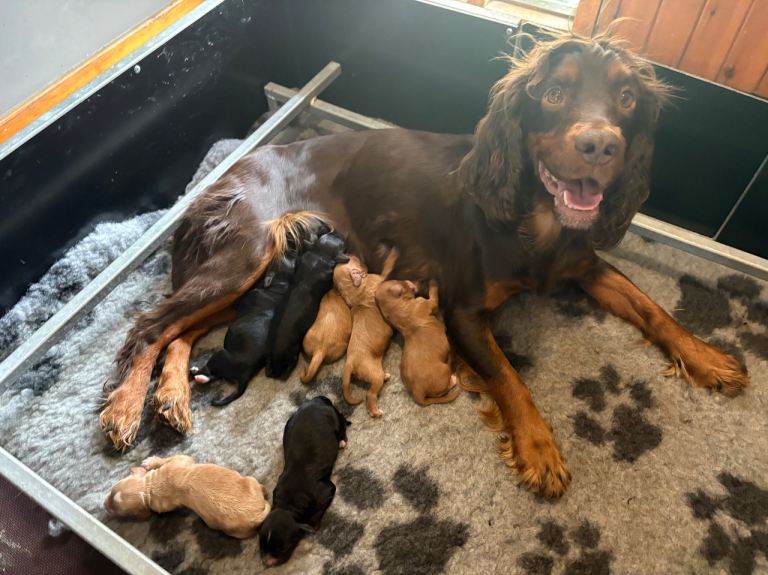 F1 Cockapoo Puppies 