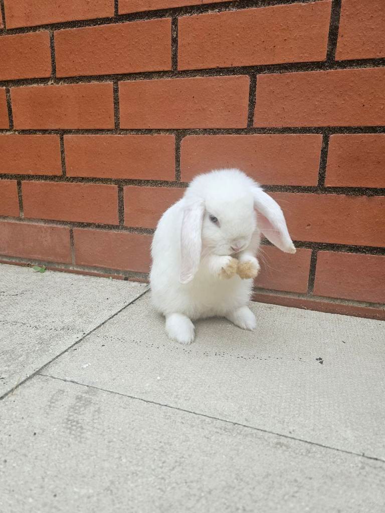 Rabbits 🐇