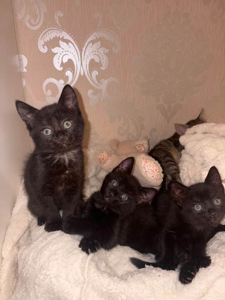 2 Girl Kittens looking for their forever homes