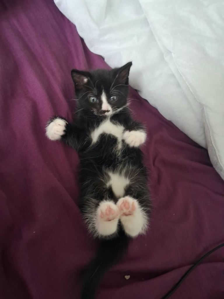 Beautiful kittens black and white