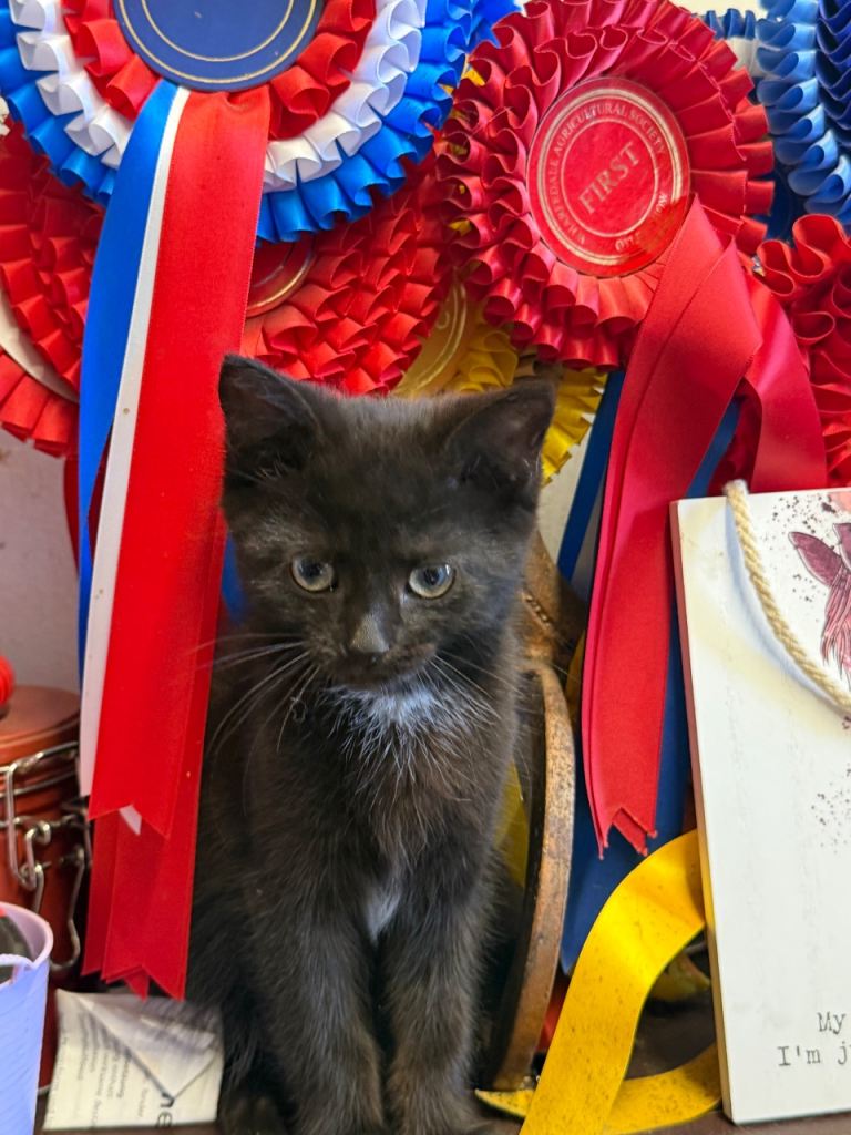 Female kitten 