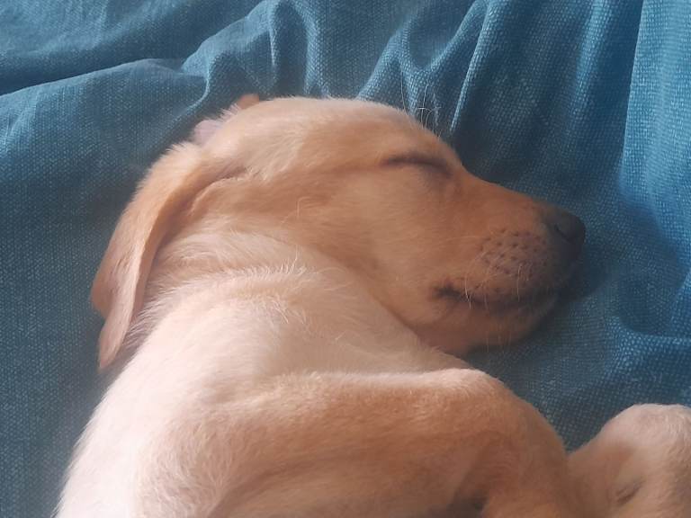 Golden girl lab puppy 