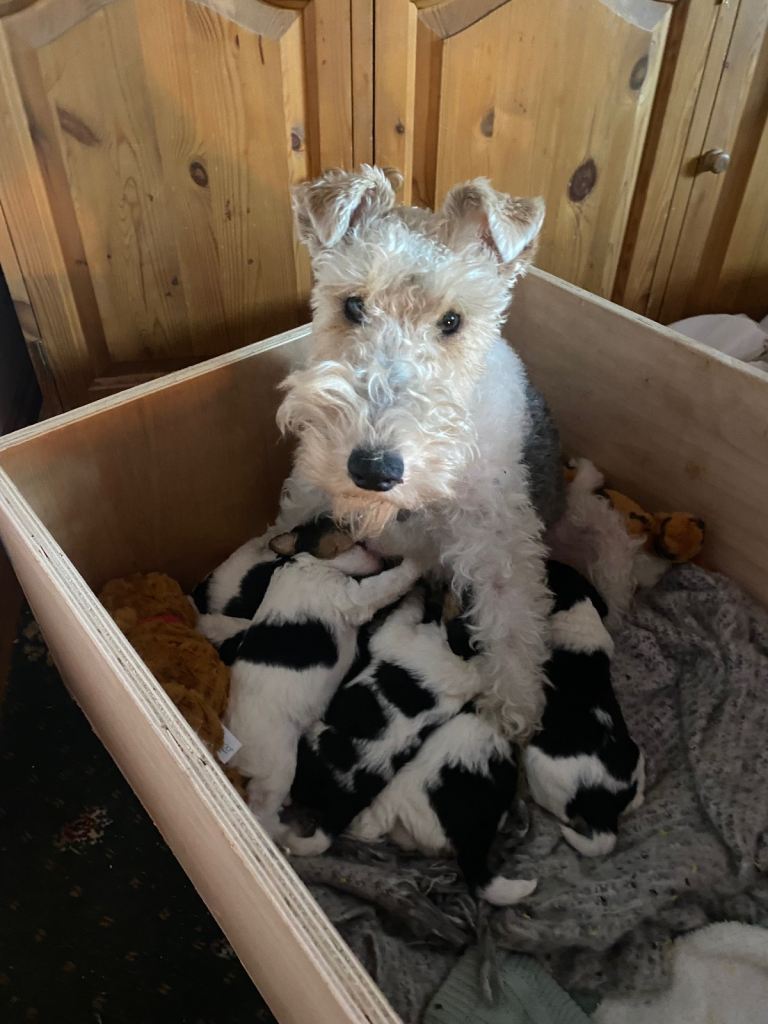 Fox Terrier Puppies 