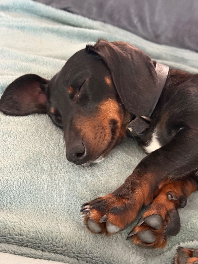 1 year old female miniature dachshund 