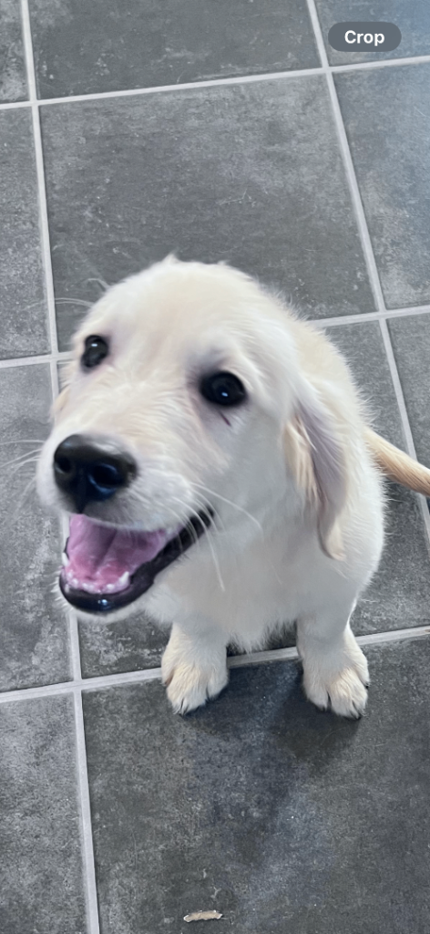 Golden reteiver female 