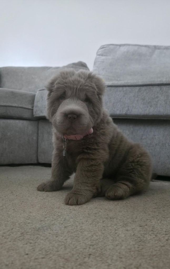 Beautiful bear coat sharpei