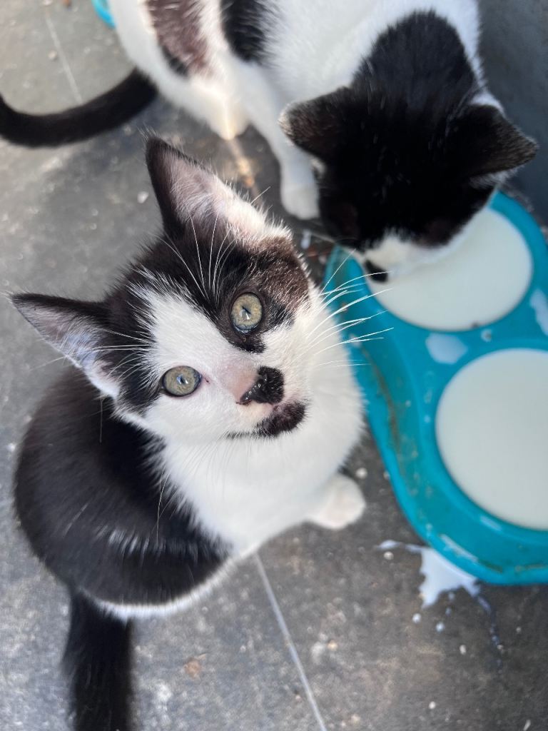 Kittens 