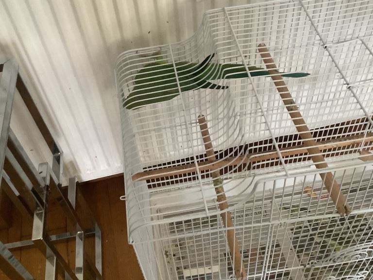 image for Indian ring neck for sale