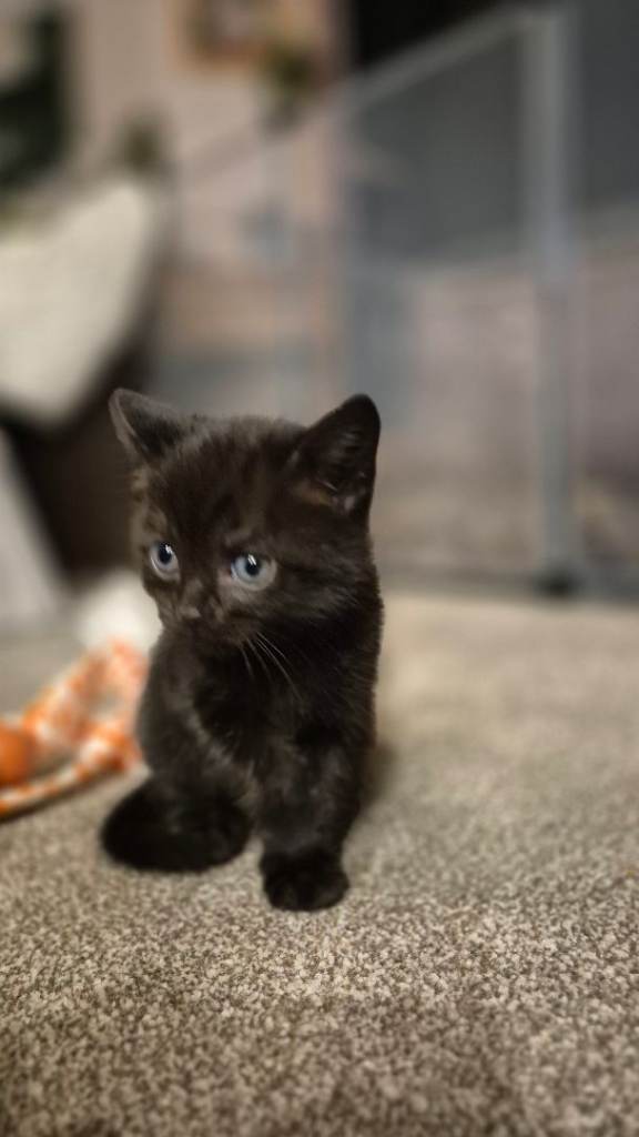 Bengal x russian blue kittens