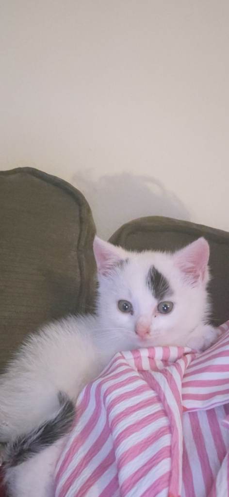 Kittens for sale 