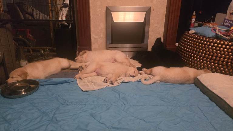 German Shepherd x Labrador puppies