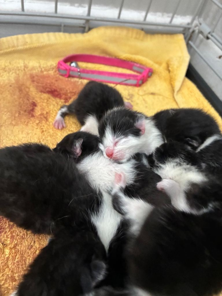  Half British shorthair kittens 