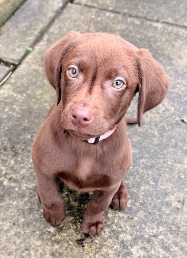 Chocolate Lab X Weimaraner