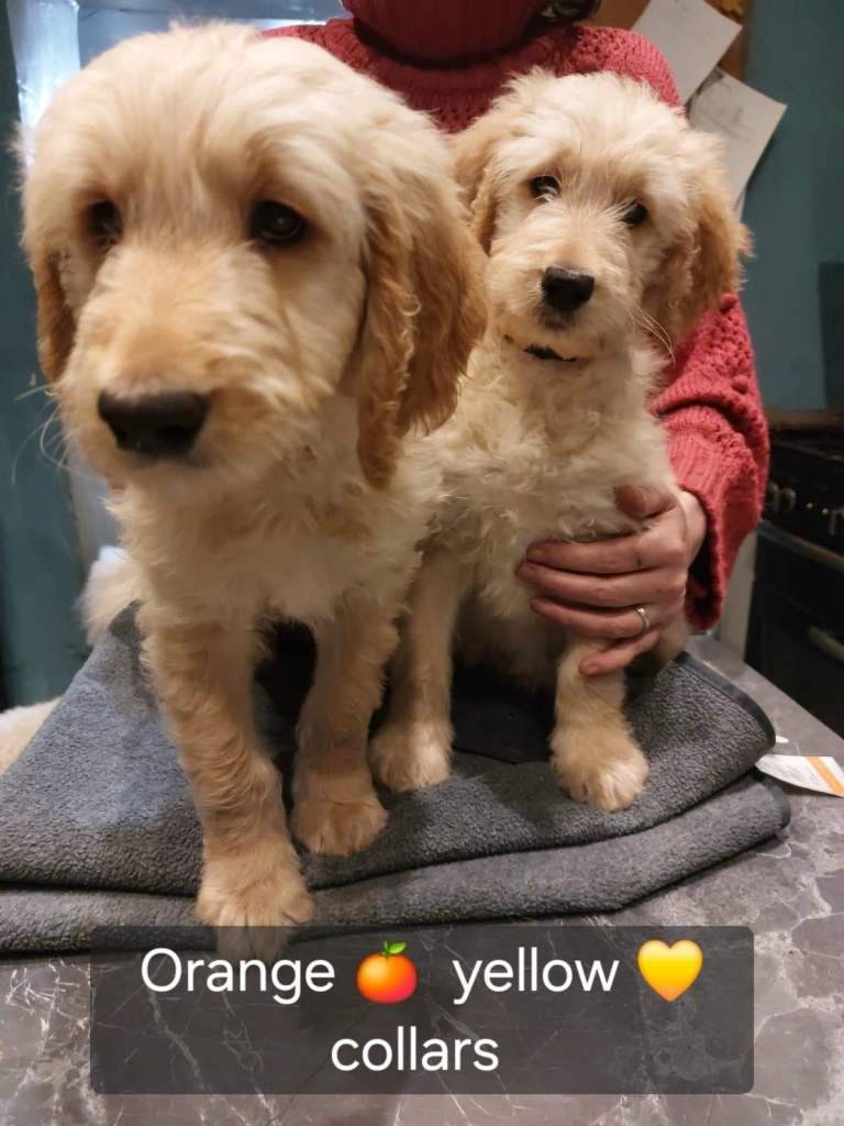 2 beautiful F1 goldendoodles girls puppies left
