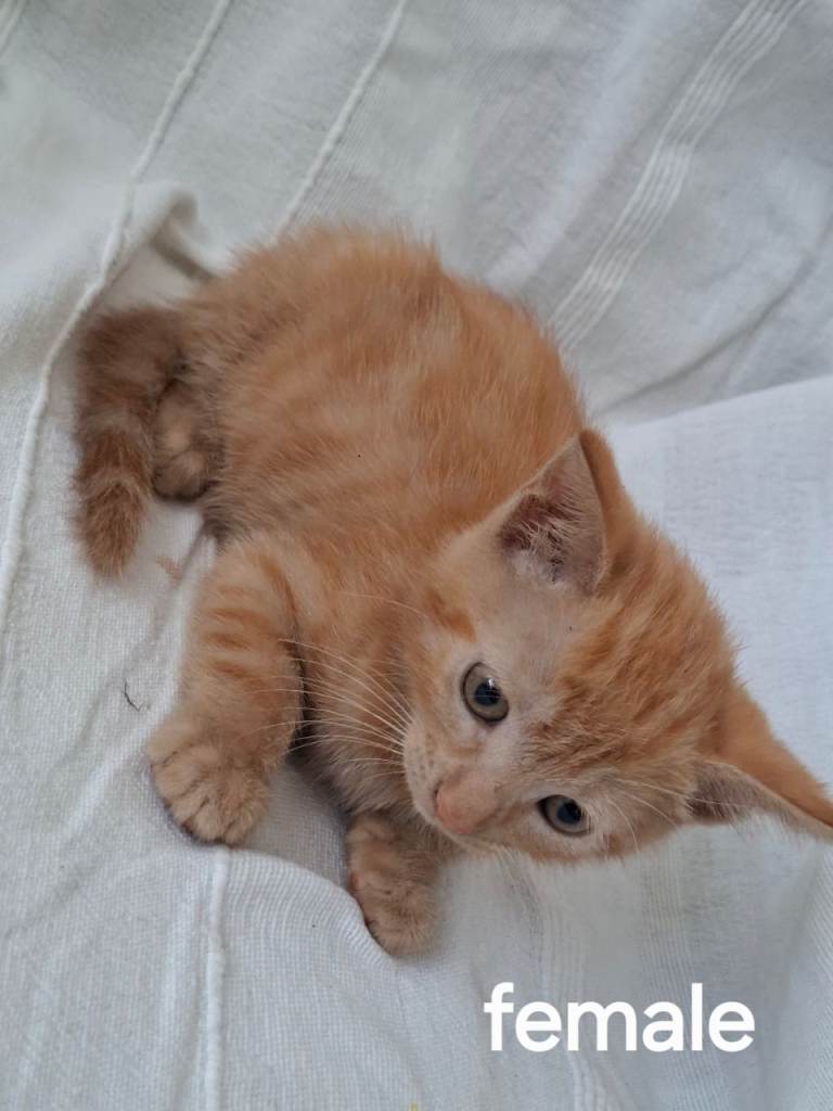 *RARE FULL GINGER FEMALE*